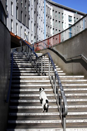 stare > step > stair